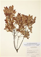 藏品(酸沼楊梅)的圖片